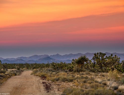 Understanding Western Joshua Trees and Climate Change